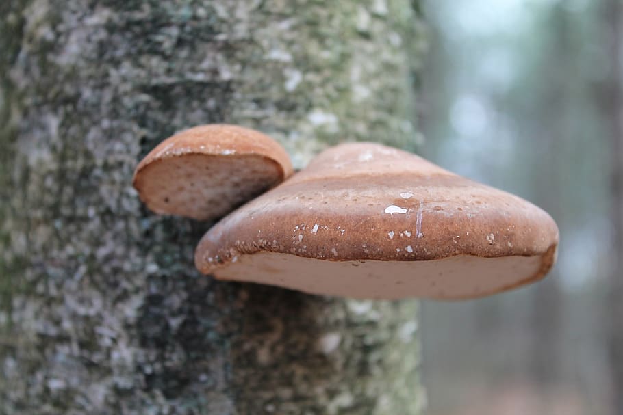 mushroom, autumn, tree, fall colors, nature, close-up, food HD wallpaper