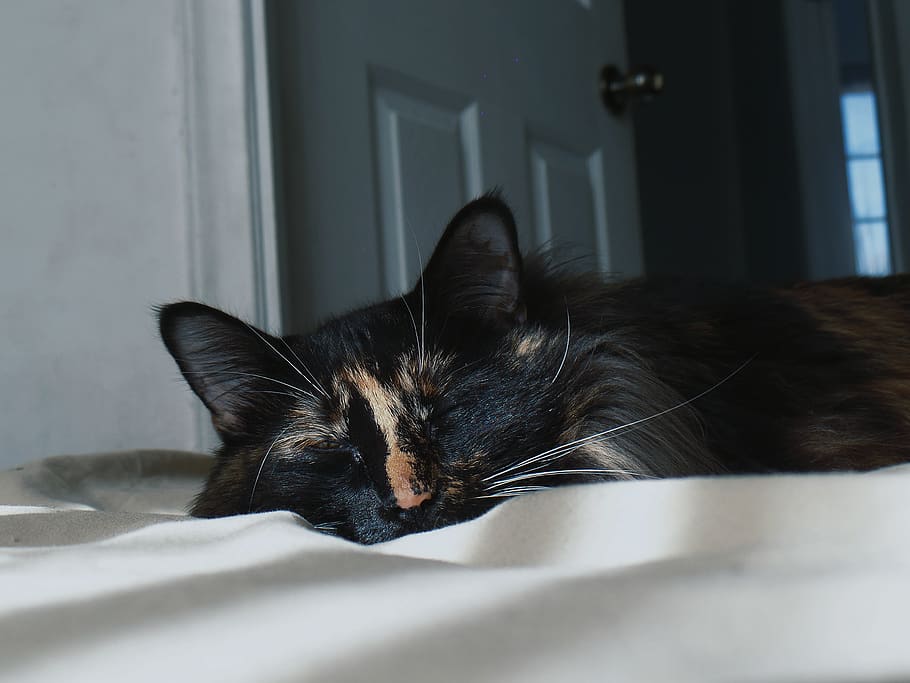 home, grid, vsco, kitten, cute animal, slepping, animals, pets HD wallpaper