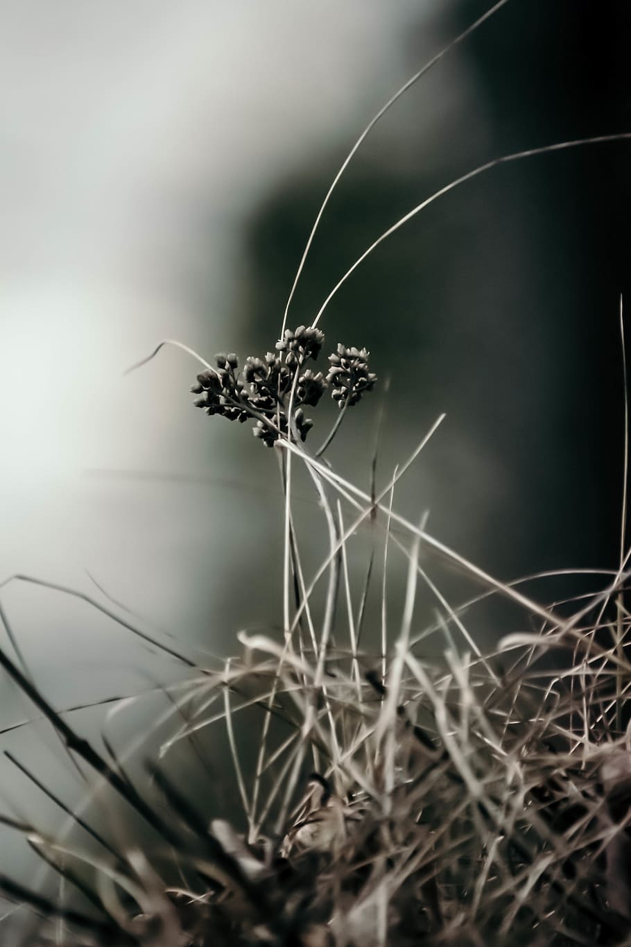 plant, apiaceae, flower, blossom, animal, invertebrate, insect HD wallpaper