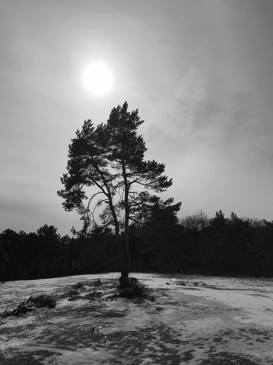 germany, jena, trees, forest, sky, plant, beauty in nature HD wallpaper
