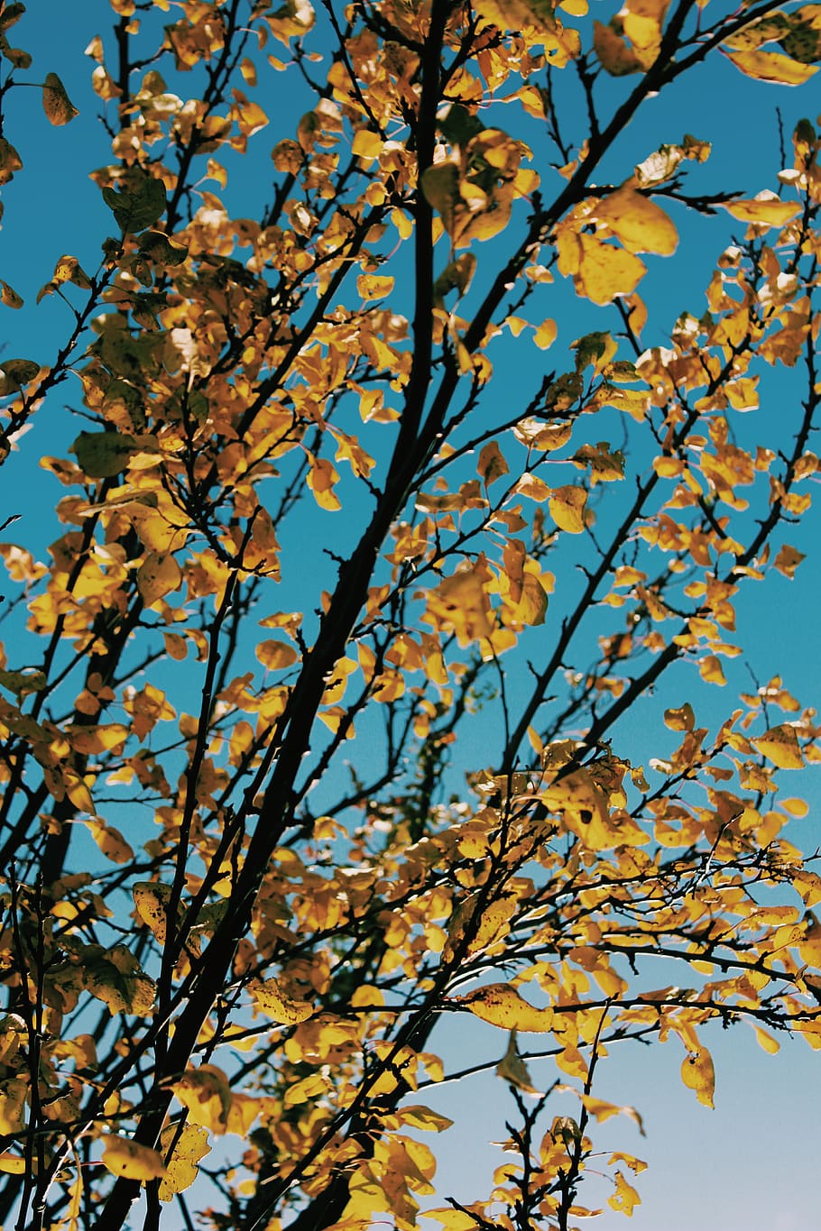brown leafed tree, plant, blossom, flower, nature, outdoors, tree trunk HD wallpaper