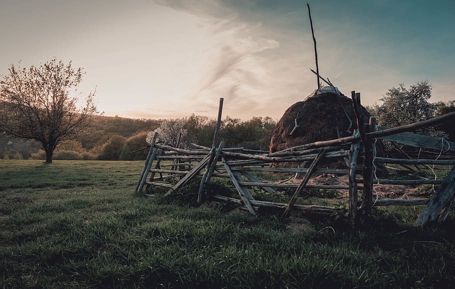 romania, sibiu, forest, sunset, countryside, sky, plant, land HD wallpaper