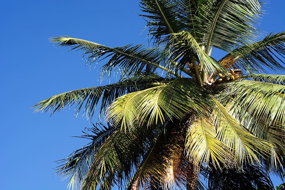 palm, blue, caribbean, sky, summer, travel, tree, tourism, green HD wallpaper