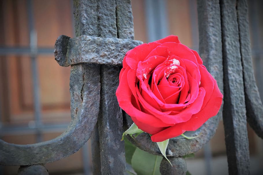 red rose, old iron fence, love symbol, snow, winter, romantic, HD wallpaper
