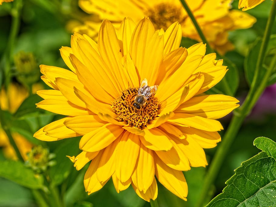 blossom, bloom, yellow, insect, flower, nature, plant, flora HD wallpaper