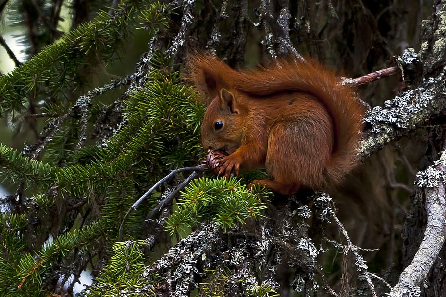 animals, squirrel, pine cone, spruce, the nature of the, eat HD wallpaper