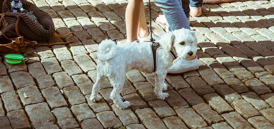 sweden, västerås, cute, pets, dogs, friends, white, snowy HD wallpaper