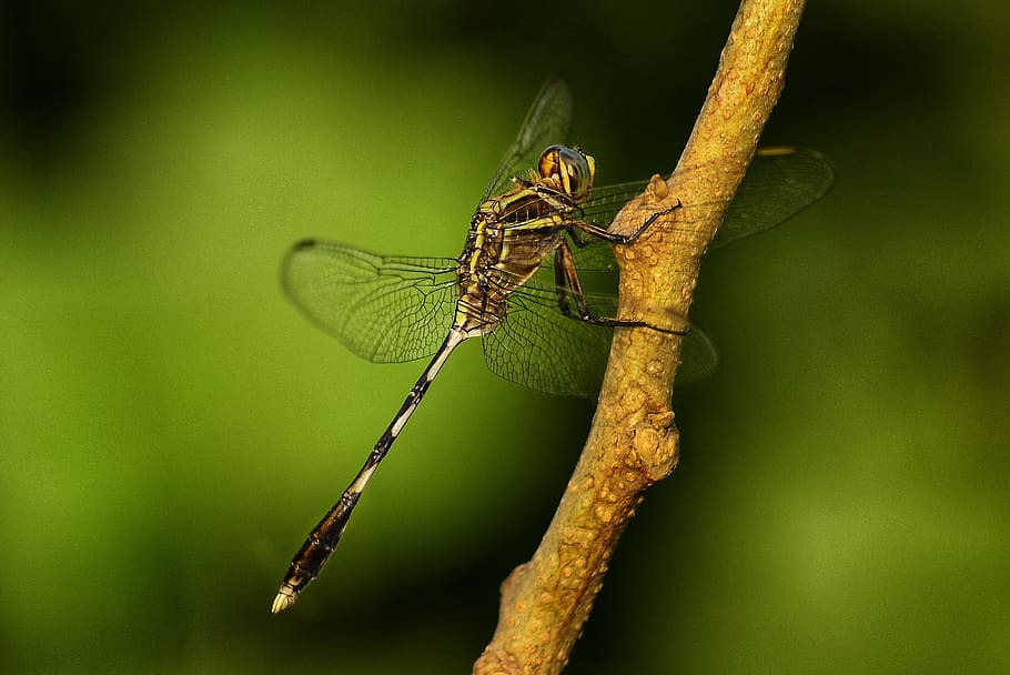 hopper, insects, natural, nyc, landscape, bangladesh, on the tree HD wallpaper