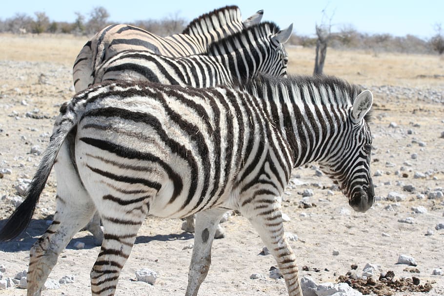 zebra, texture, coat, skin, striped, animal, animal themes HD wallpaper