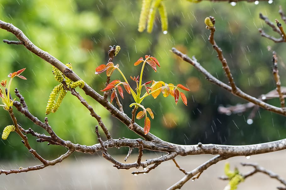 rain, orange, drip, wet, nature, color, drops, flower, rocio HD wallpaper