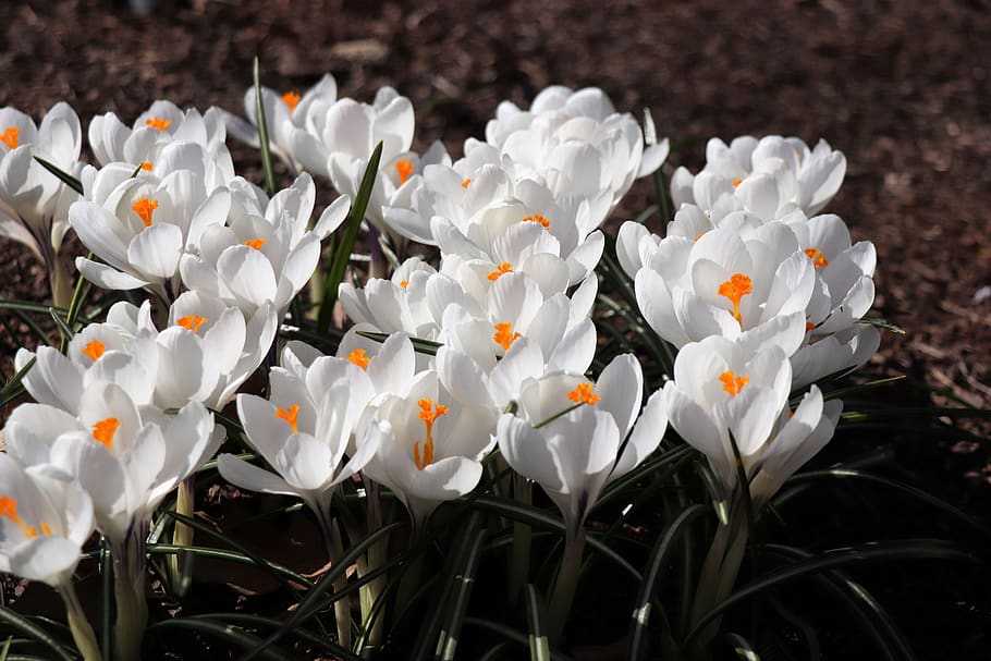 crocuses, spring, flower, flowers, flora, bloom, white, garden HD wallpaper