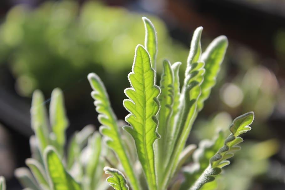 backlight, outbreaks, lavender, plant, leaf, garden, leaves HD wallpaper