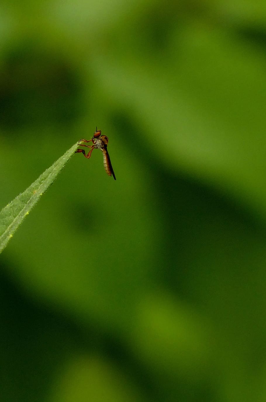 grass, green, insect, leaf, one animal, animal themes, animal wildlife HD wallpaper
