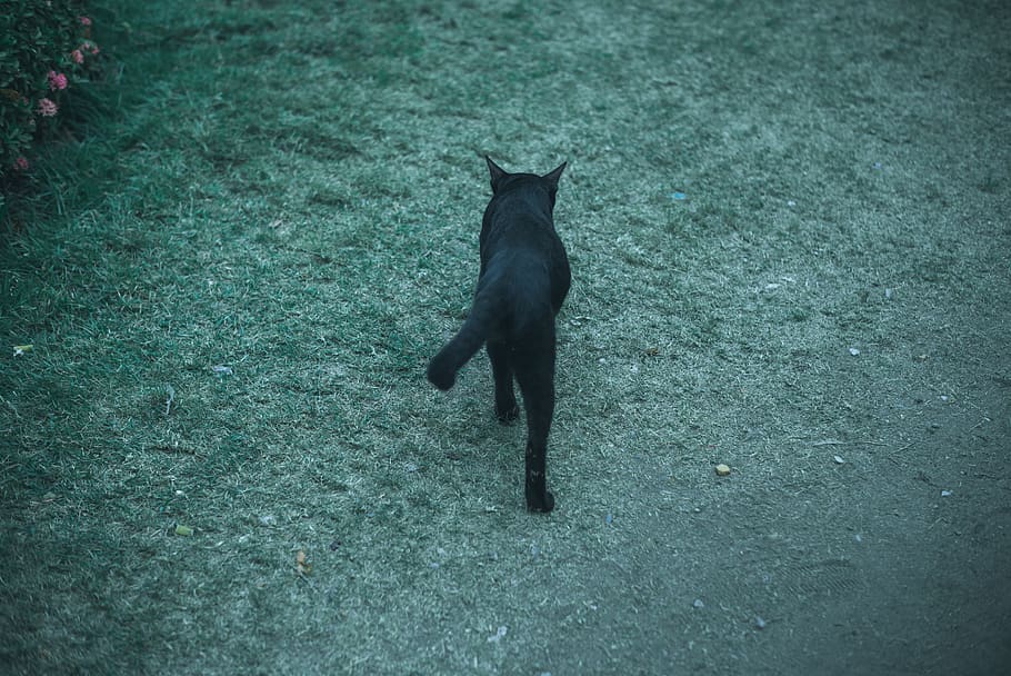 Travel, Trip, Thailand, Street, Wallpaper, cat, mammal, pets