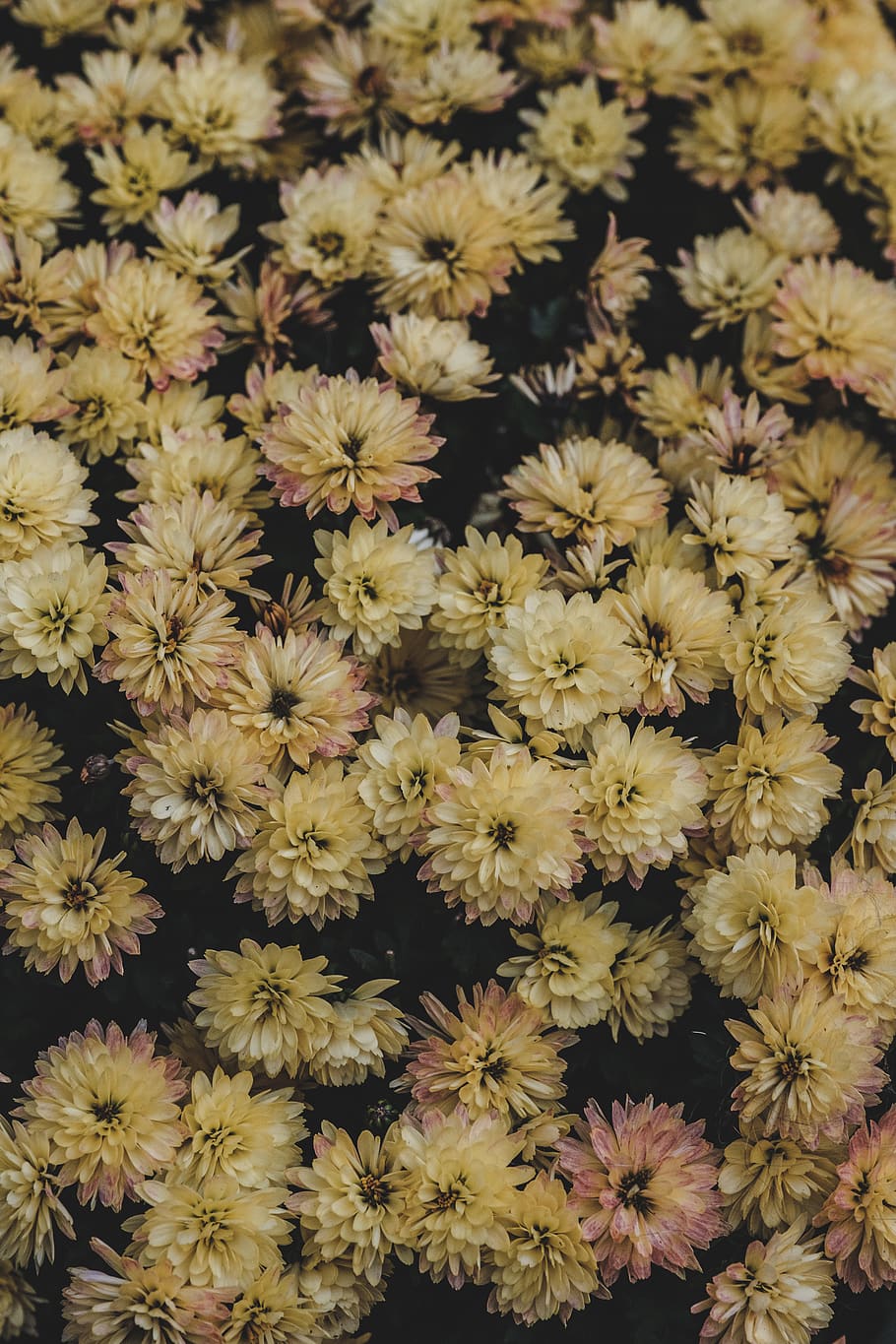 yellow petaled flowers, flowering plant, vulnerability, freshness HD wallpaper