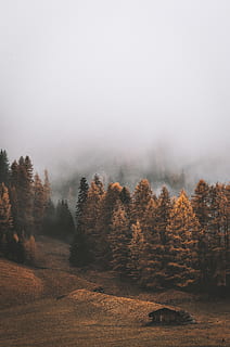 Pathway Along the Pine Trees, 4k wallpaper, autumn, clouds, cold HD wallpaper