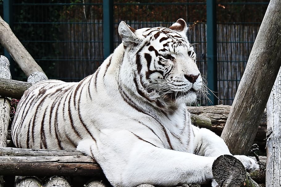 tiger, white, white-tiger, predator, dangerous, big cat, animal themes HD wallpaper