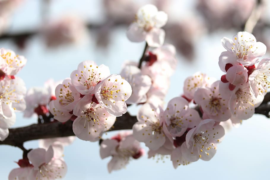 flowers, white, spring, casey, tree, nature, supplies, nice HD wallpaper
