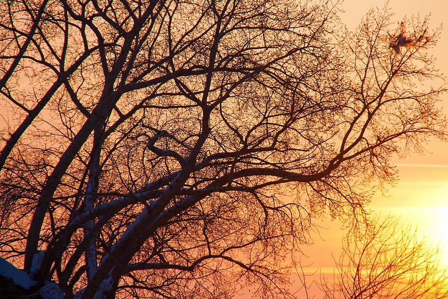 tree, sunset, meadow, nobody, dream, sunrise, red, dramatic HD wallpaper
