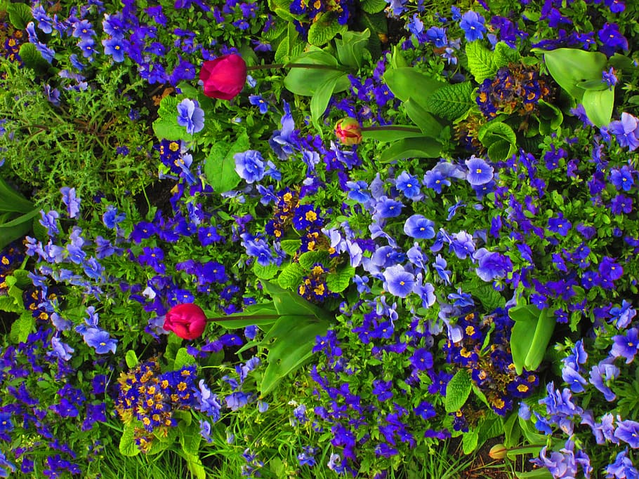 blue, castel, flowers, plant, freshness, flowering plant, growth HD wallpaper