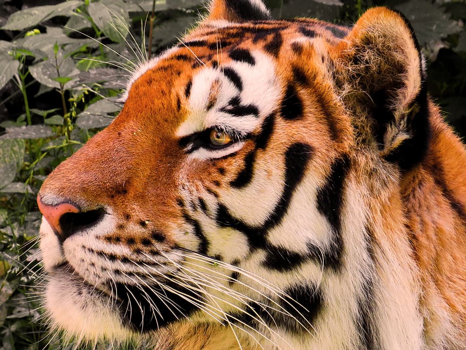 animal, tiger, big cat, amurtiger, predator, head, animal portrait, HD wallpaper