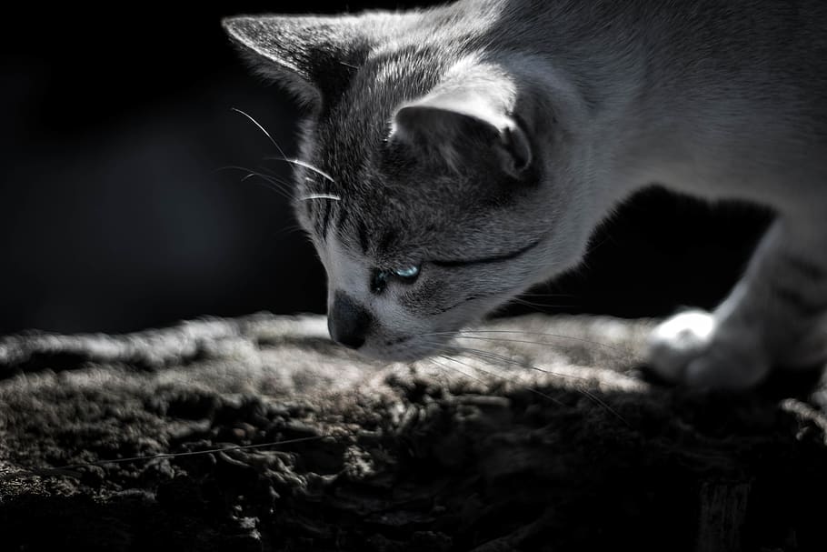 kitty, cat, black, white, eyes, blue, one animal, mammal, animal themes HD wallpaper