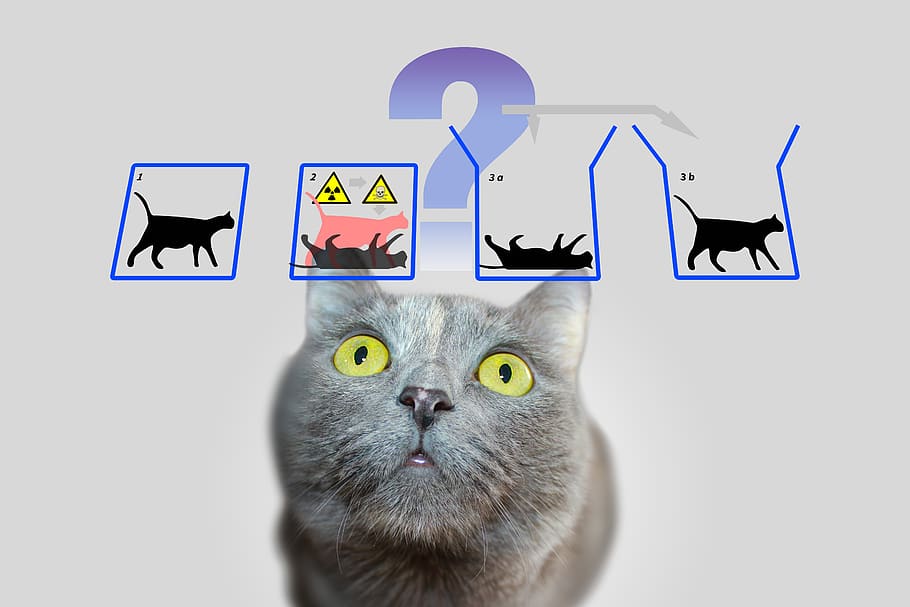 physics, schrödinger's cat, quantum mechanics, paradox, experiment