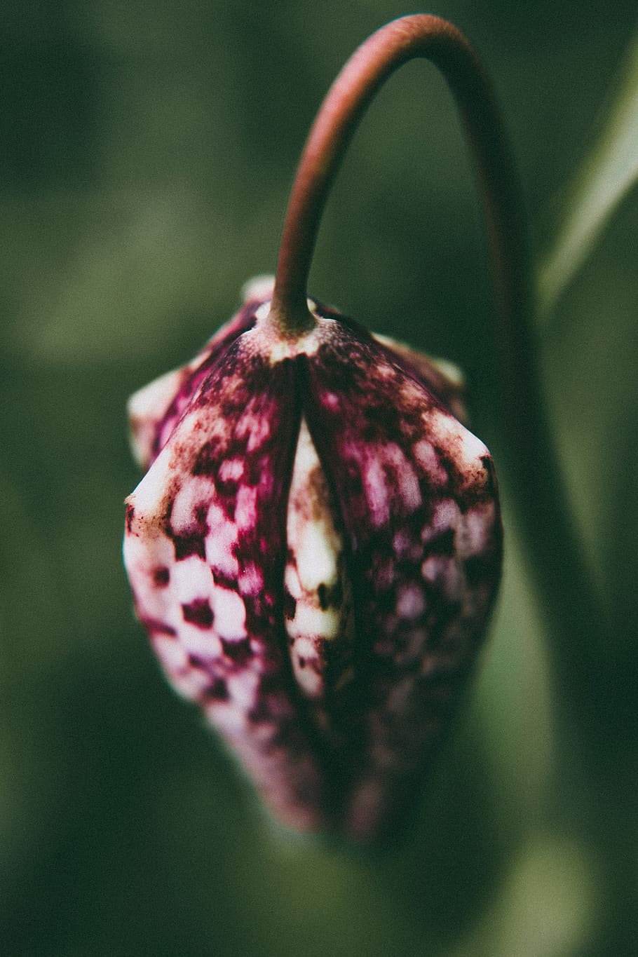 Pink Slower Bud, bloom, blooming, blossom, blurred background HD wallpaper