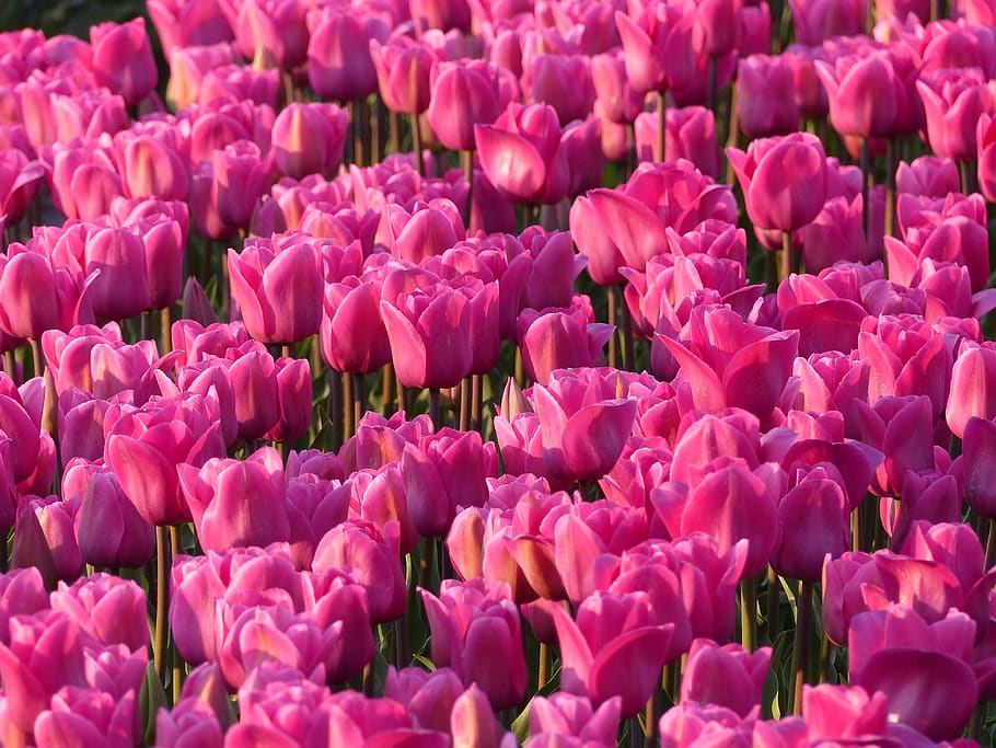 Red Flower Lot, bloom, blooming, blossom, delicate, flowers, nature HD wallpaper