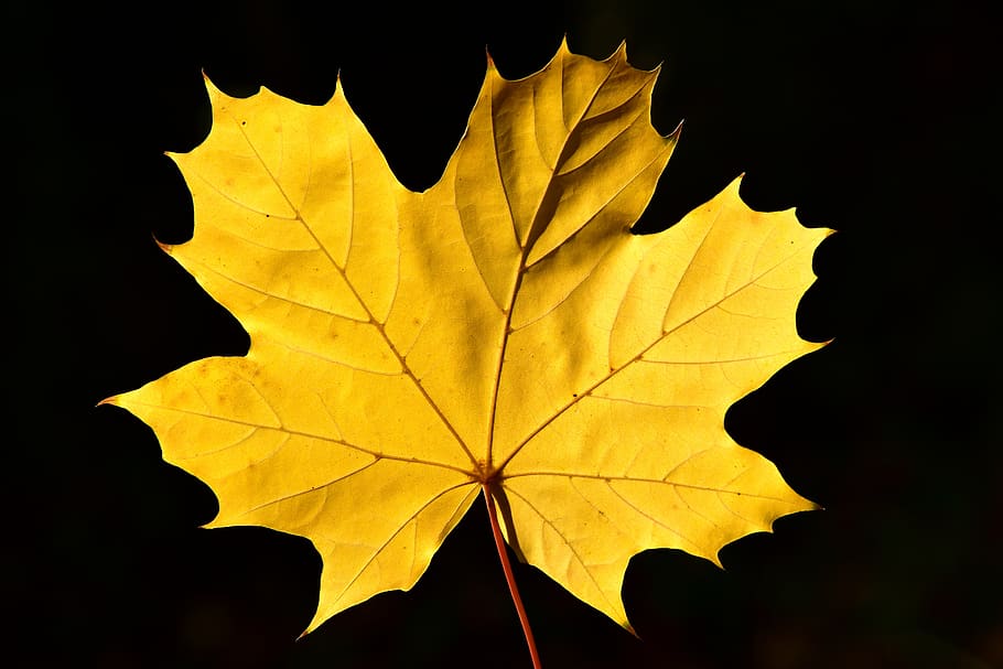 maple leaf, yellow, autumn, leaves, nature, fall foliage, fall color HD wallpaper