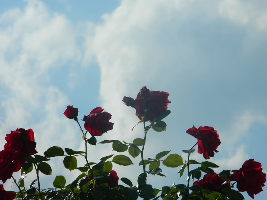 red, rose, roses, flowers, blue, sky, nature, love, flowering plant HD wallpaper