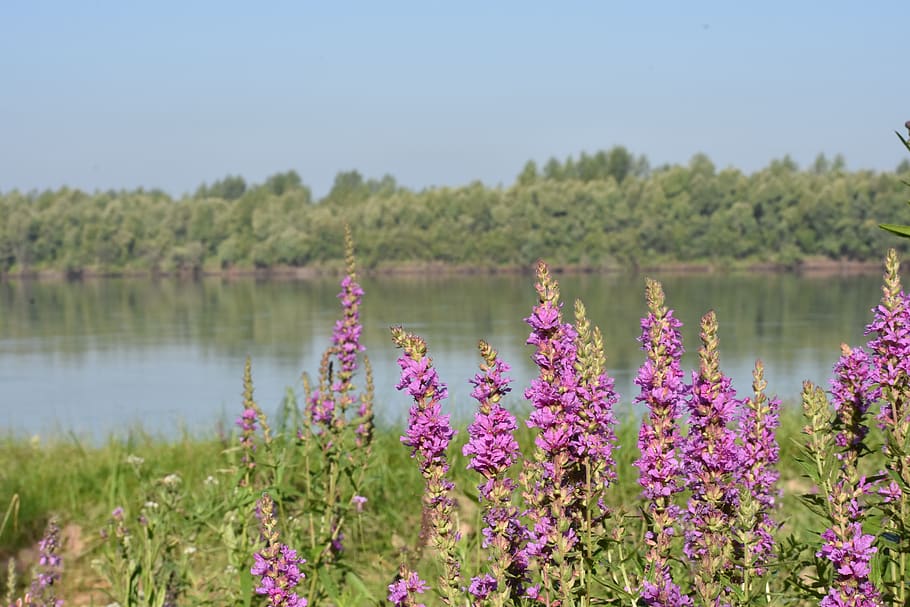 flowers, forest, beach, river, novosibirsk, siberia, forests HD wallpaper