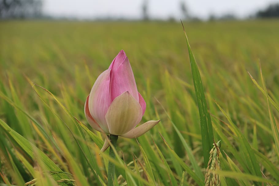 flower, lotus, rustic, in, silk, plant, beauty in nature, freshness HD wallpaper