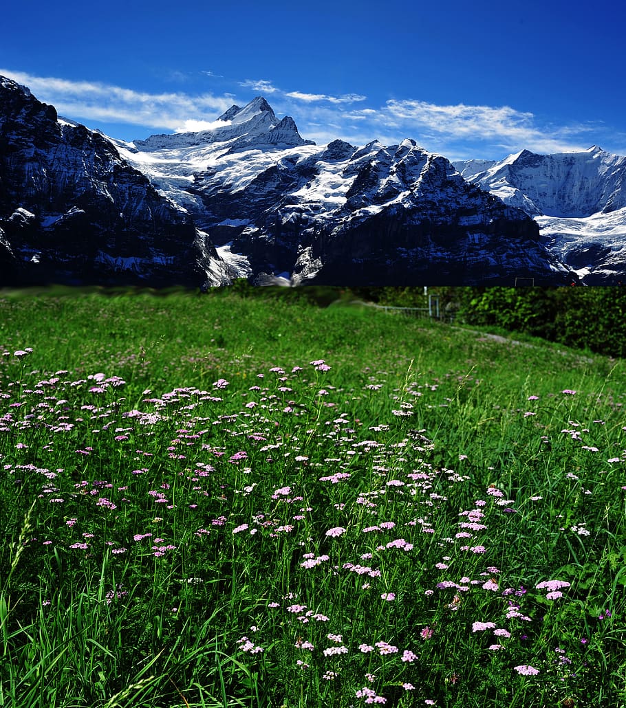 landscape, field, bloom, mountains, switzerland, plant, grass HD wallpaper