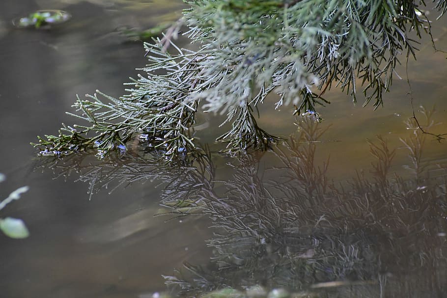 water, plant, nature, no people, day, growth, tree, lake, beauty in nature HD wallpaper