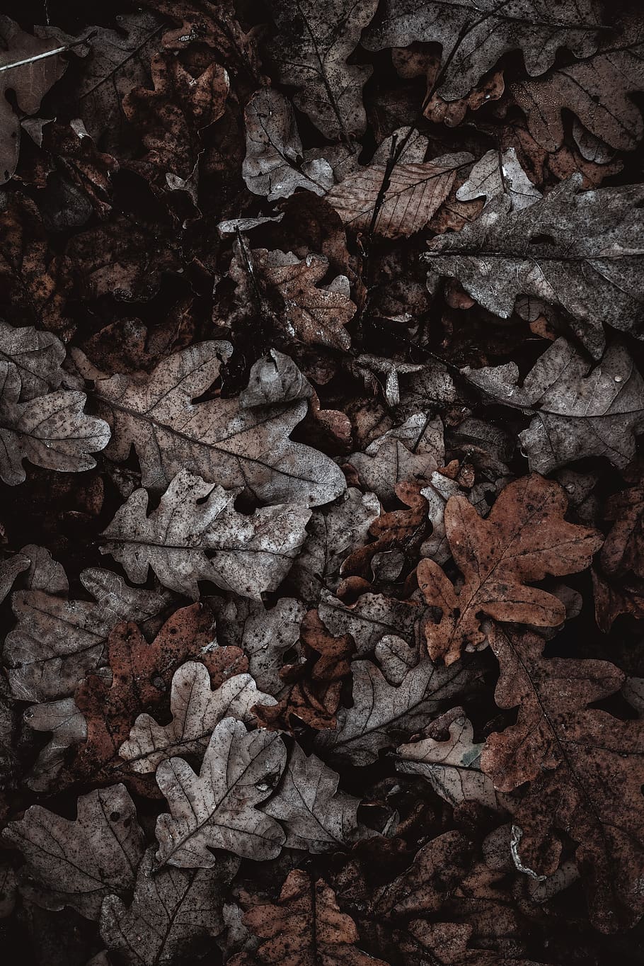 brown dried leaves, full frame, backgrounds, dry, no people, nature HD wallpaper