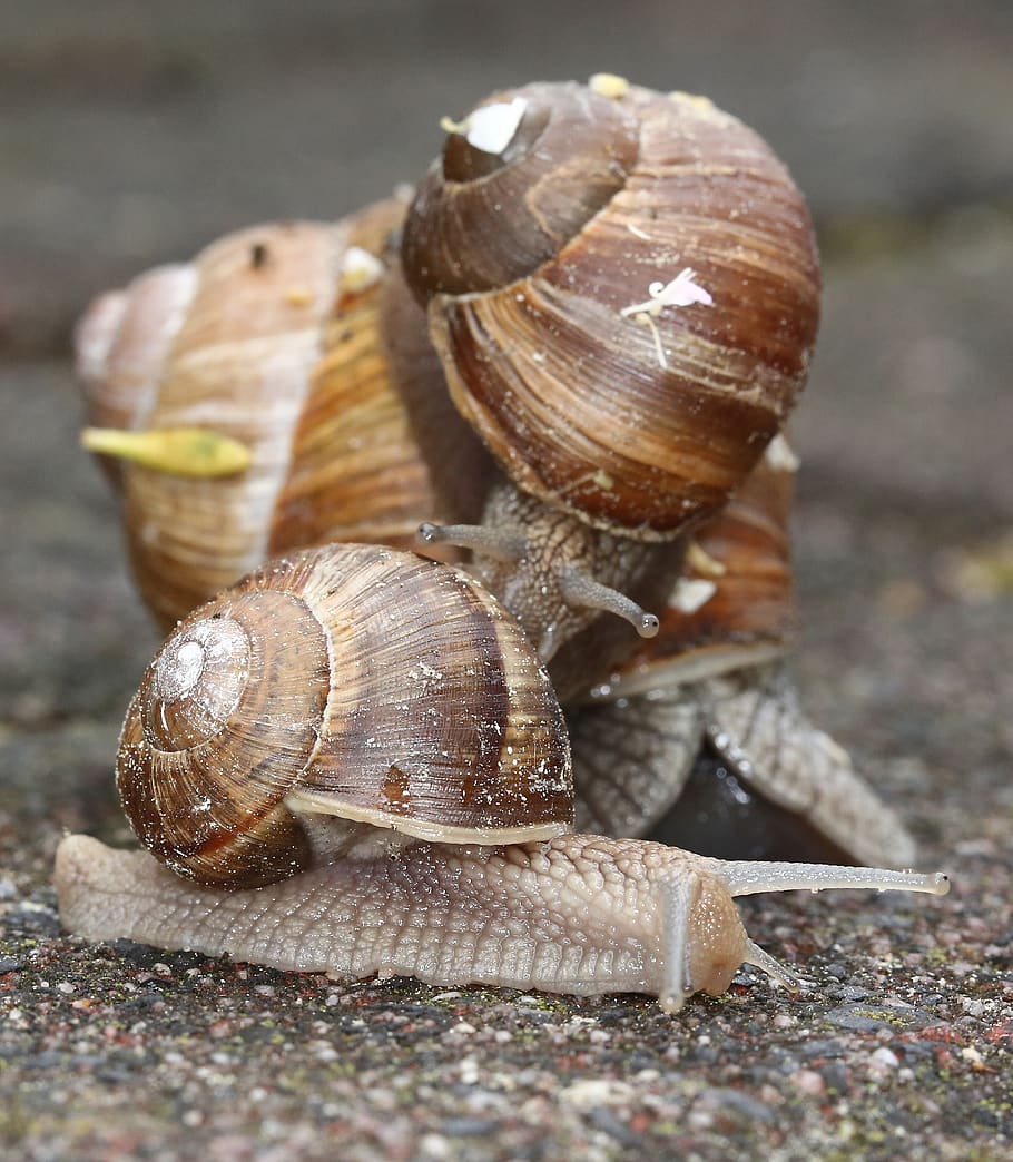 snails, shell, nature, garden, macro, slowly, creature, crawl HD wallpaper