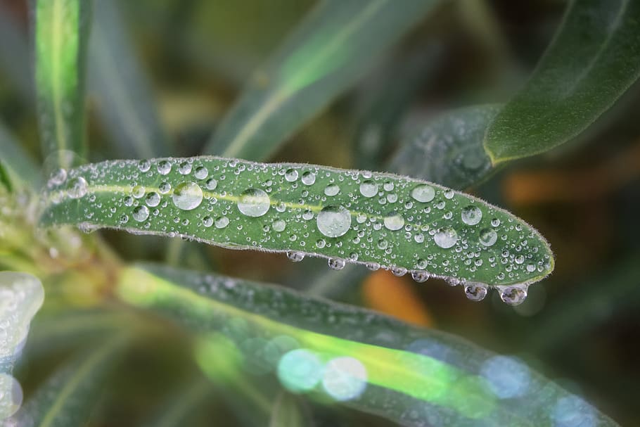 plant, leaf, drops, water, spring, grass, wet, close-up, plant part HD wallpaper