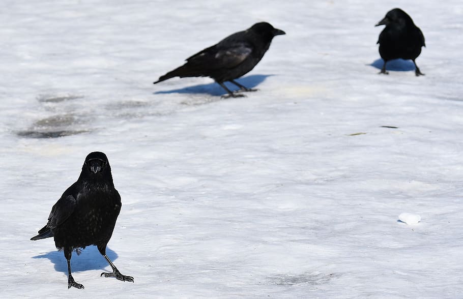 crow, snow, winter, cold, raven bird, animal, nature, feather HD wallpaper