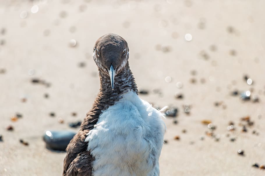 bird, lomvie, guillemot, nature, animal, sea, animal world, HD wallpaper