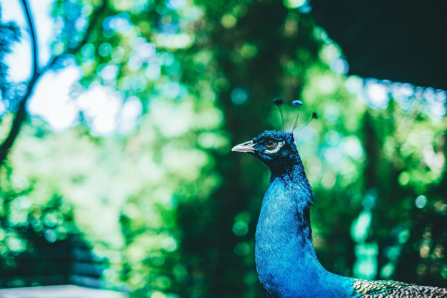 blue peacock, animal themes, one animal, animal wildlife, animals in the wild HD wallpaper