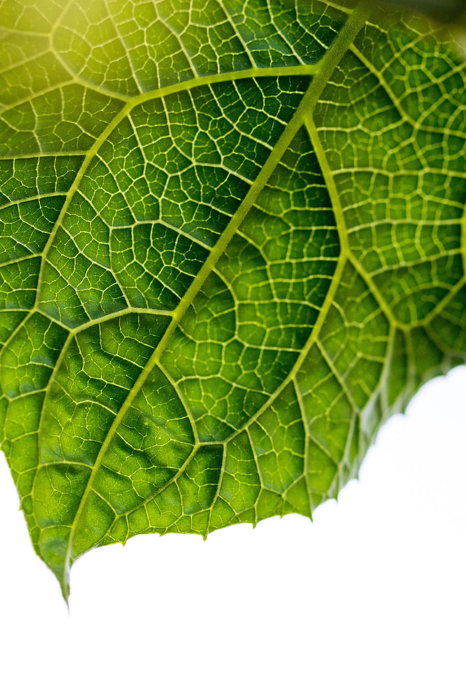 macro photography of green leaf, closeup, leafe, texture, pattern HD wallpaper