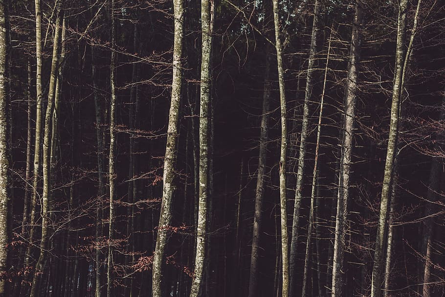 Birch Trees on the Forest, dark, environment, HD wallpaper, idyllic HD wallpaper