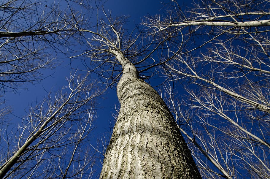 trees, without leaves, nature, branch, background, spring, trunk HD wallpaper