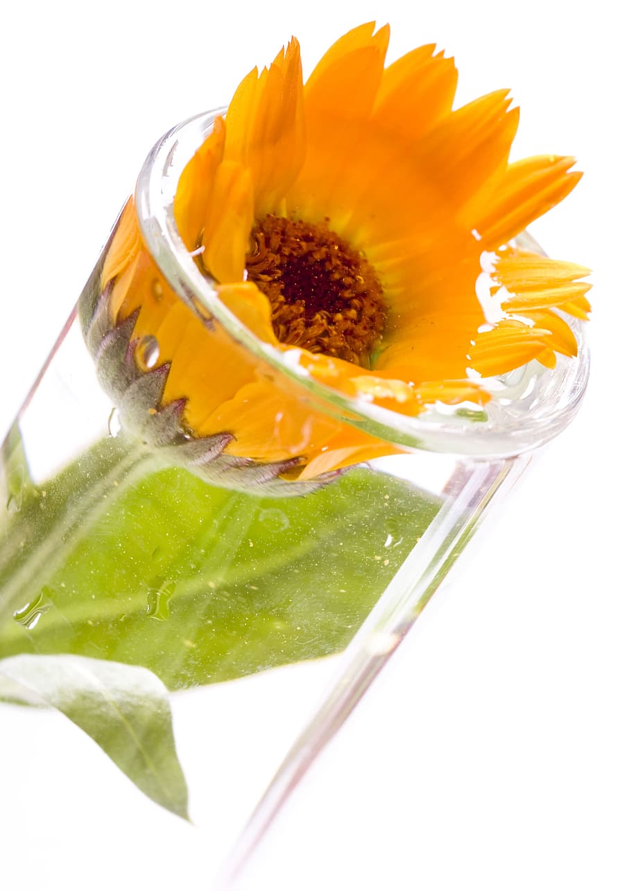 beautiful, blossom, bright, bunch, closeup, detail, flora, floral HD wallpaper