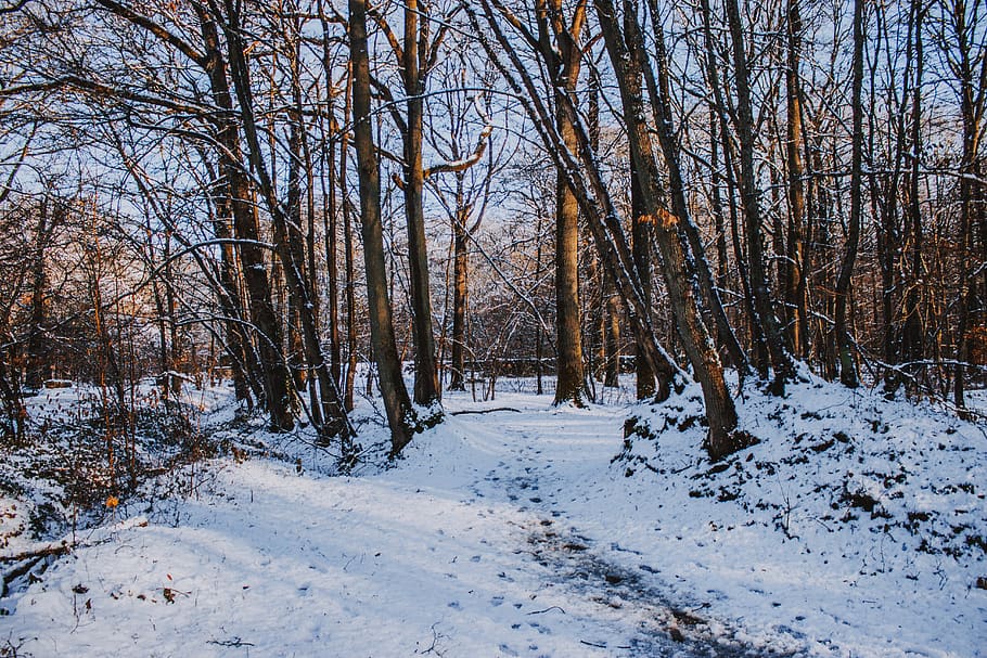 bare trees with snow, plant, forest, vegetation, woodland, outdoors HD wallpaper