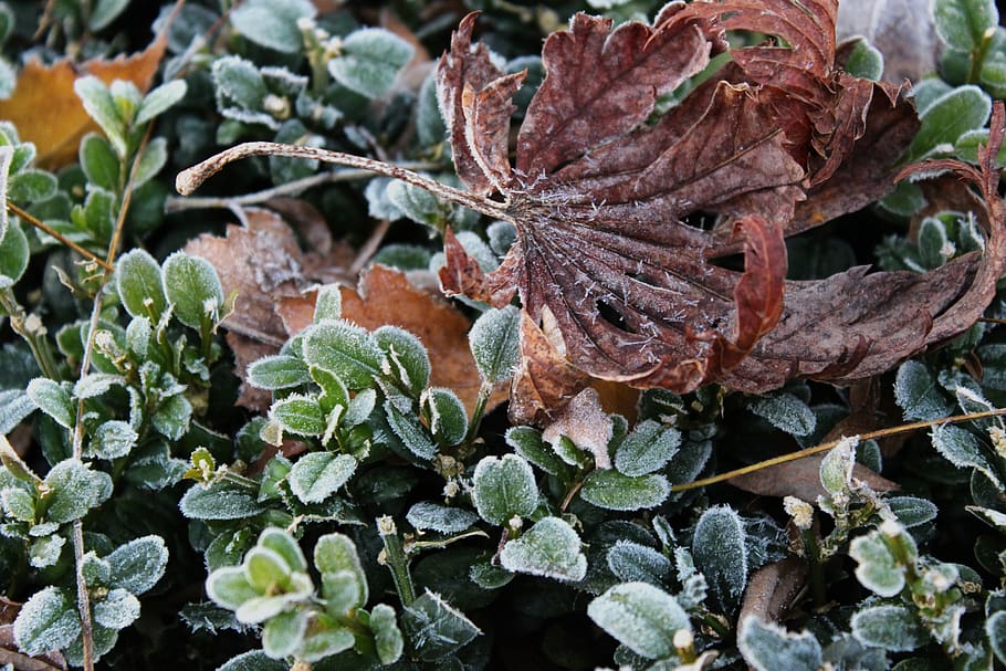 nature, garden, leaf, hedge, plant, plants, green, brown, plant part HD wallpaper