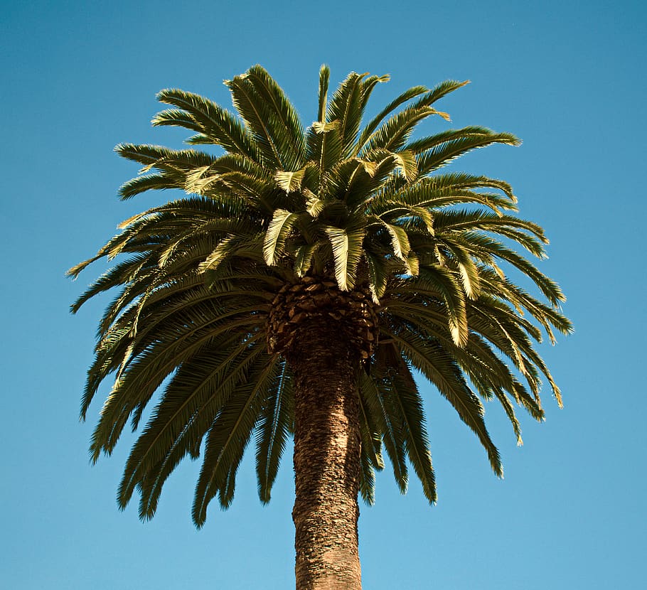 green palm tree at daytime, plant, arecaceae, summer, fir, abies HD wallpaper
