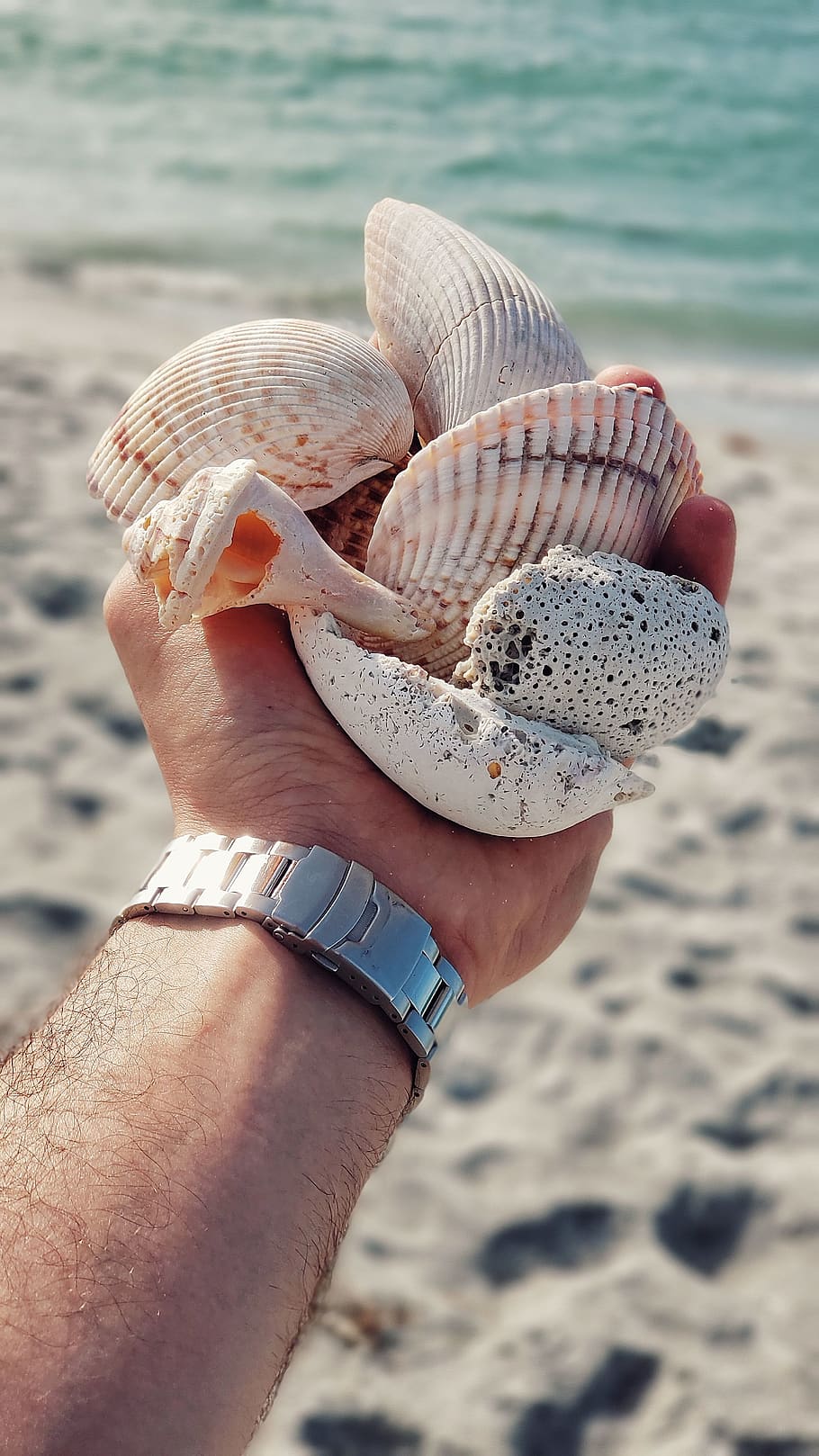 HD wallpaper: seashells, human hand, beach, human body part