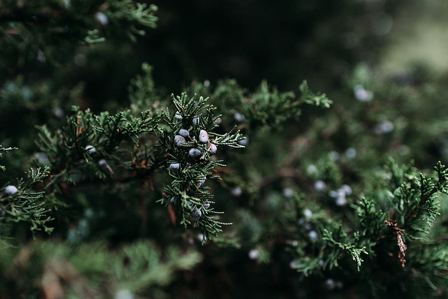green pine tree, plant, conifer, fir, abies, yew, larch, nature HD wallpaper